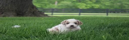 Mini Goldendoodle dogs for sale: Rose - Ad 6