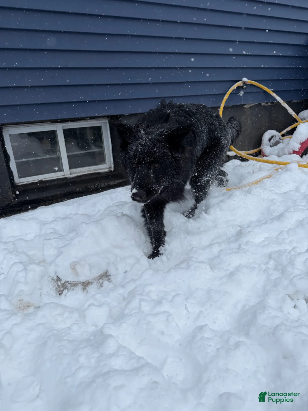 German Shepherd dogs for stud: Single dog her name is nena  - Ad 2