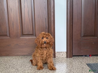 Cockapoo dogs Curtis - Ad 28