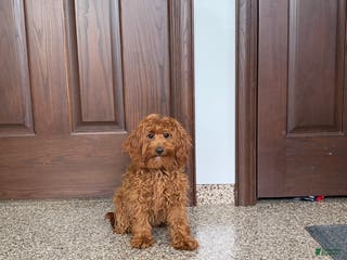 Cockapoo dogs Curtis - Ad 41