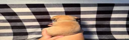 Great Dane dogs for sale: White Collar - Ad 7