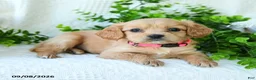 Miniature Golden Retriever dogs for sale: Ashley - Ad 3
