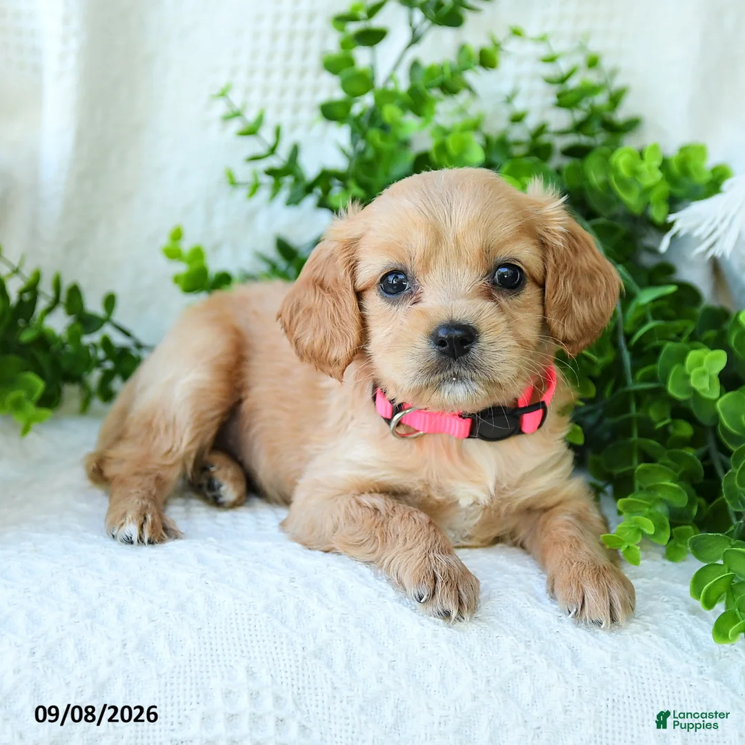 Miniature Golden Retriever dogs for sale: Ashley - Ad 3