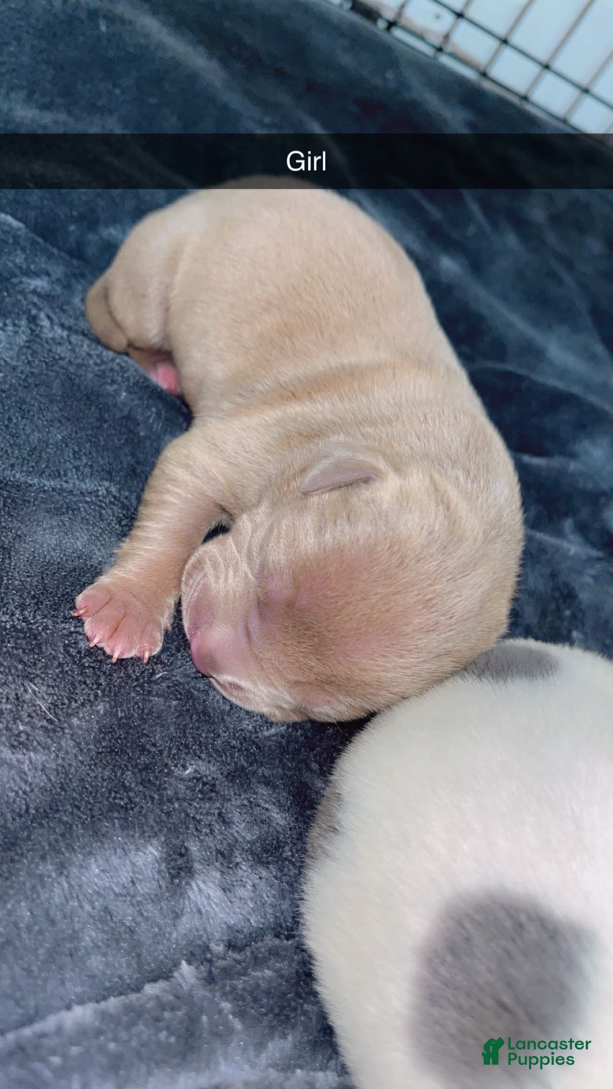 Mixed Breed dogs Mixed Breed Puppy 1 - Ad 23