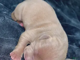 Mixed Breed dogs Mixed Breed Puppy 1 - Ad 23