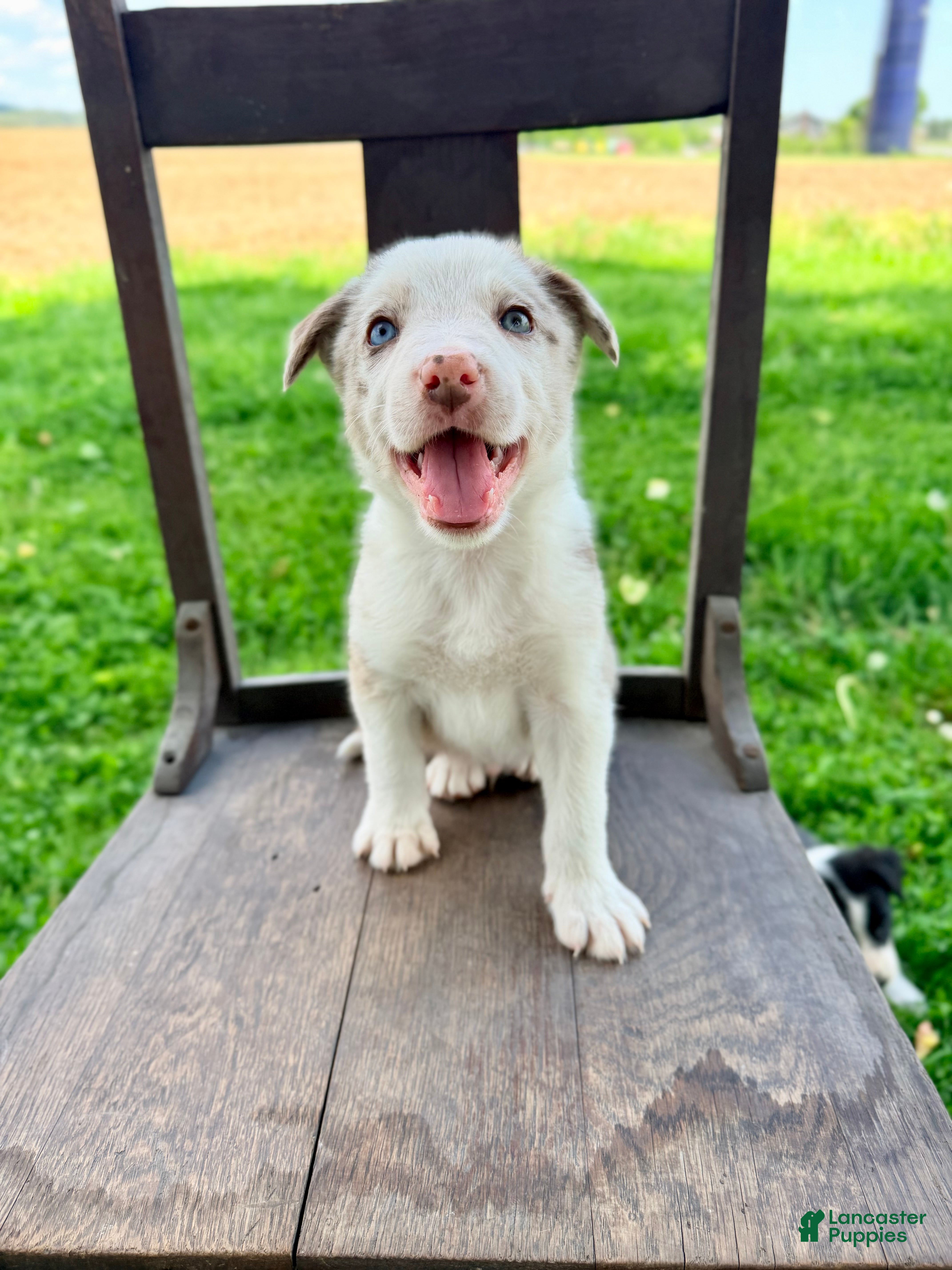 Border Collie dogs for sale: Archie - Ad 3