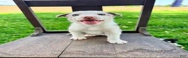 Archie