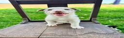 Border Collie dogs for sale: Archie - Ad 1