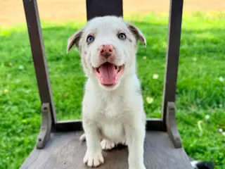 Border Collie dogs for sale: Archie - Ad 3