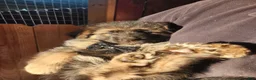 German Shepherd dogs for sale: Licorice - Ad 2