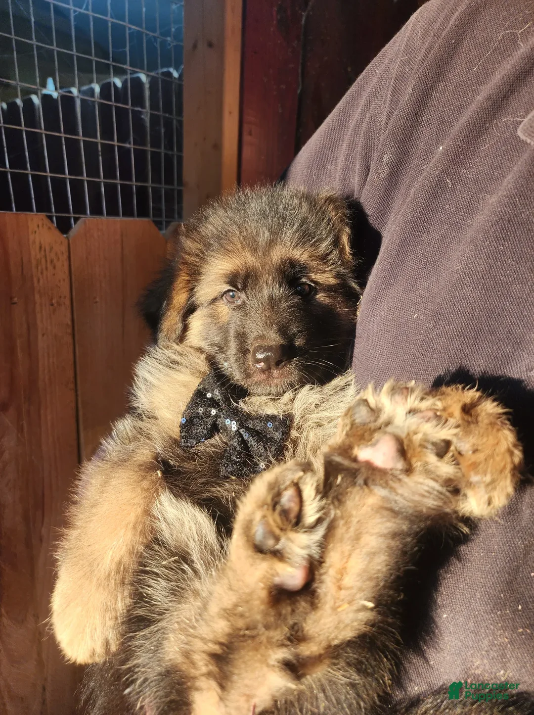 German Shepherd dogs for sale: Licorice - Ad 2