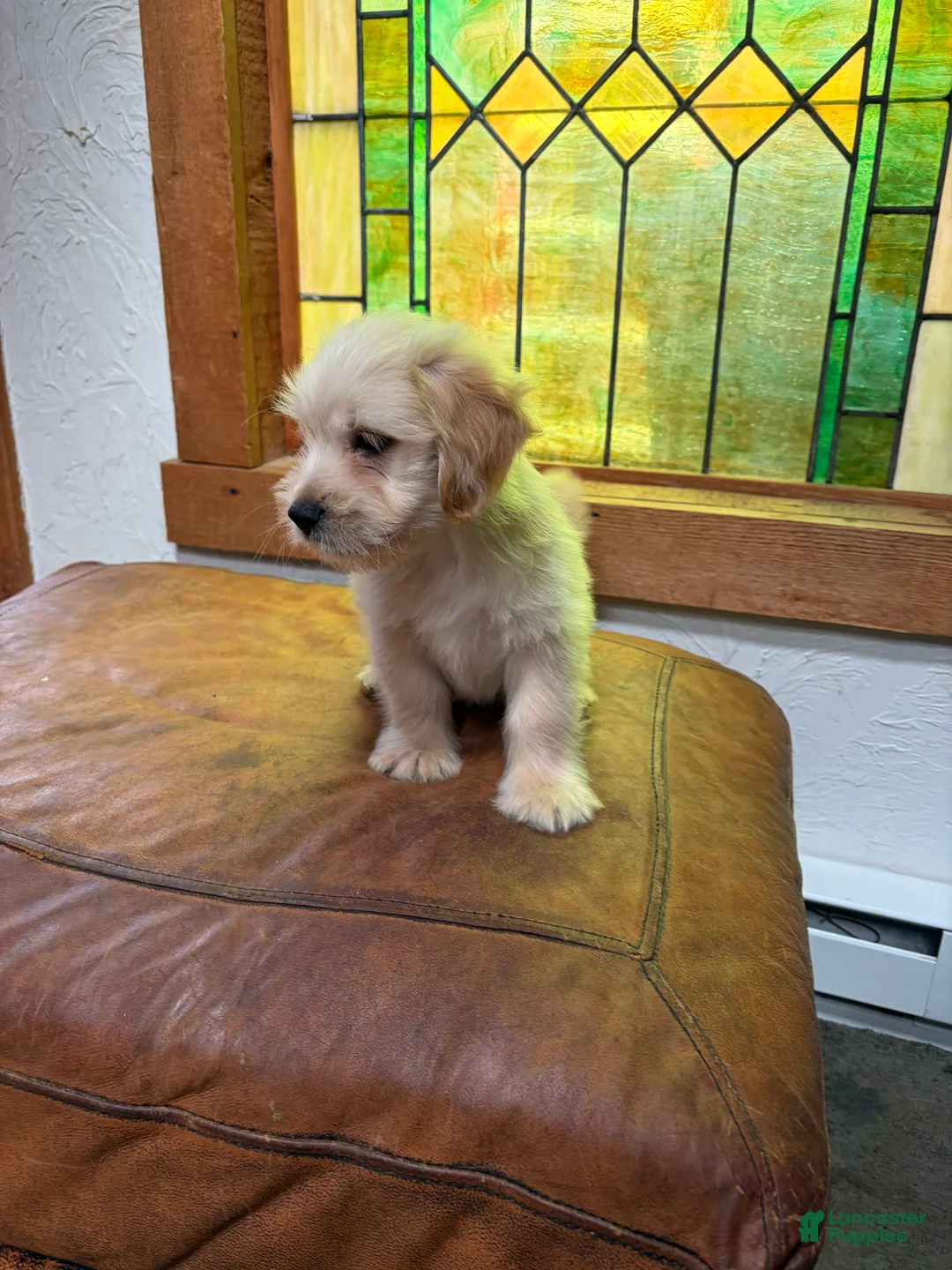 Mixed Breed dogs for sale: Max - Ad 2