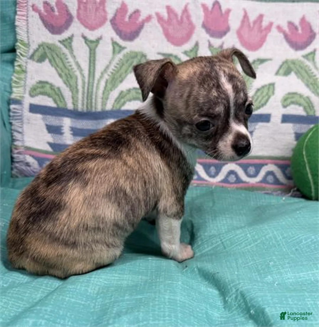 Chihuahua dogs for sale: Chihuahua Puppy 1 - Ad 2