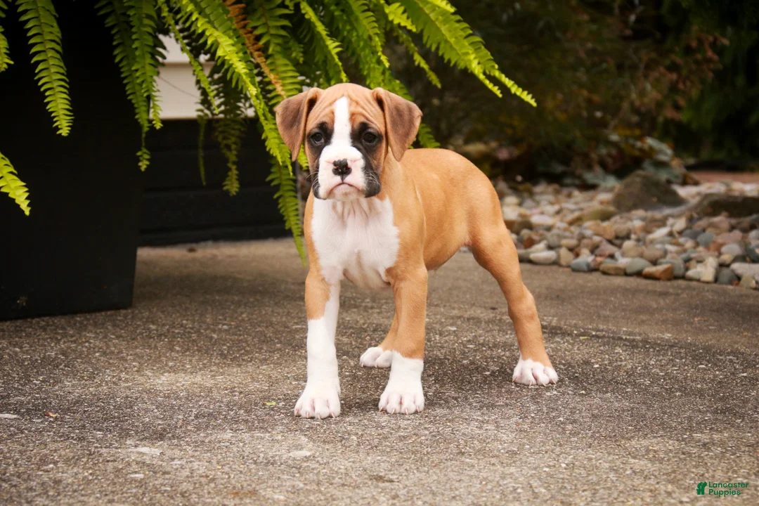 Boxer dogs for sale: Rex - Ad 1