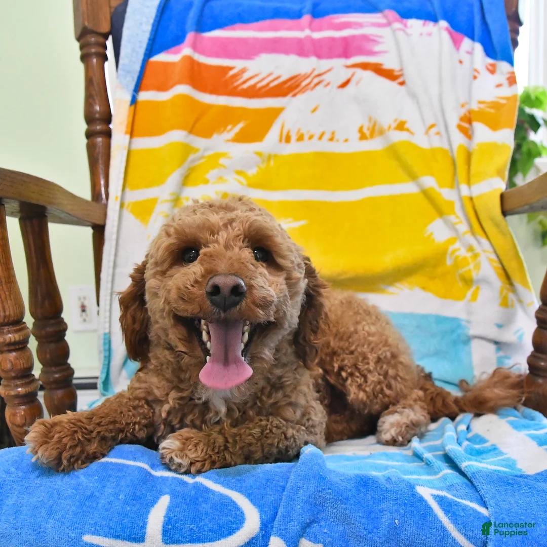 Mini Goldendoodle dogs for sale: Basil - Ad 7