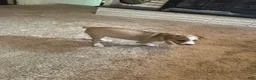 Rat Terrier dogs for sale: Abe - Ad 21