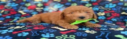 Mini Goldendoodle dogs for sale: Leroy - Ad 4