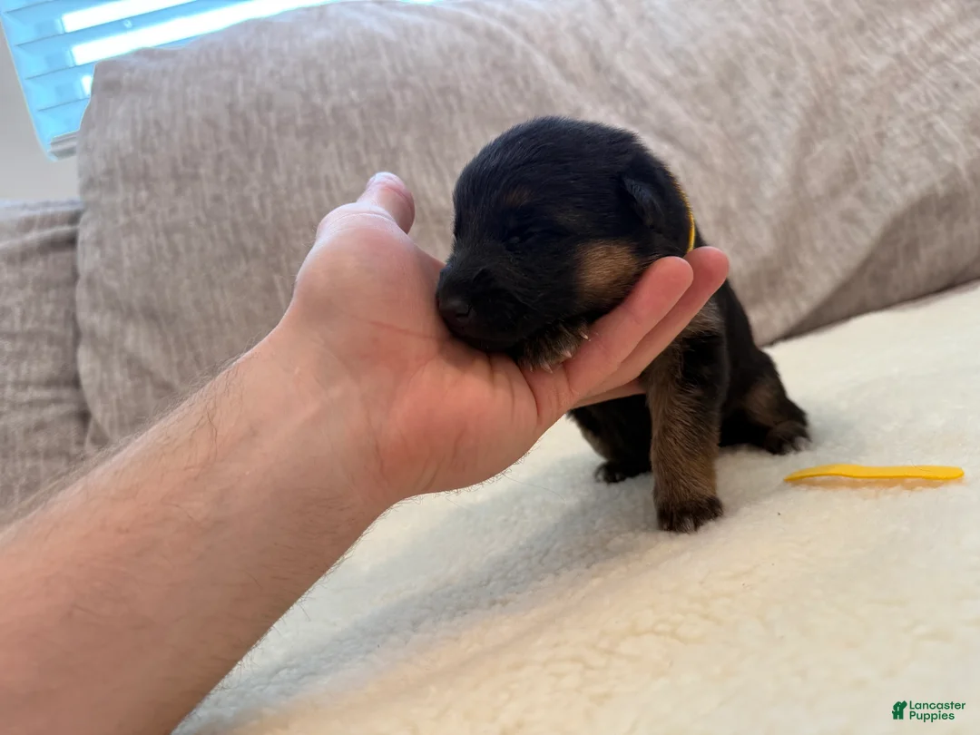 German Shepherd dogs for sale: Yellow Girl - Ad 2