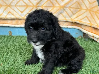 Mixed Breed dogs Nico - Ad 42