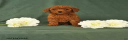 Toy Poodle dogs for sale: Heather - Ad 1