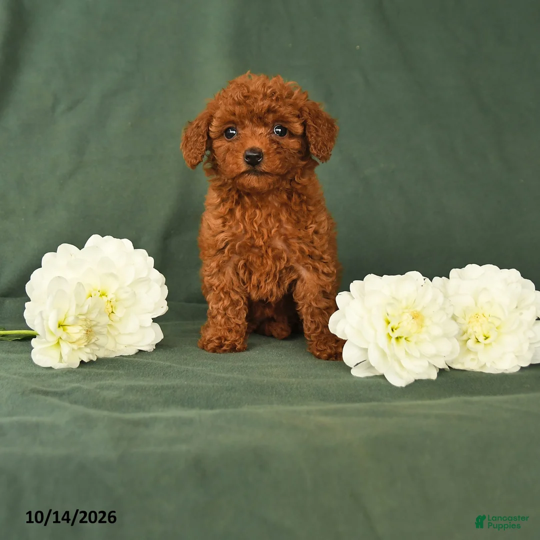 Toy Poodle dogs for sale: Heather - Ad 1