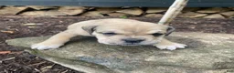 Mixed Breed dogs for sale: Annie - Ad 4