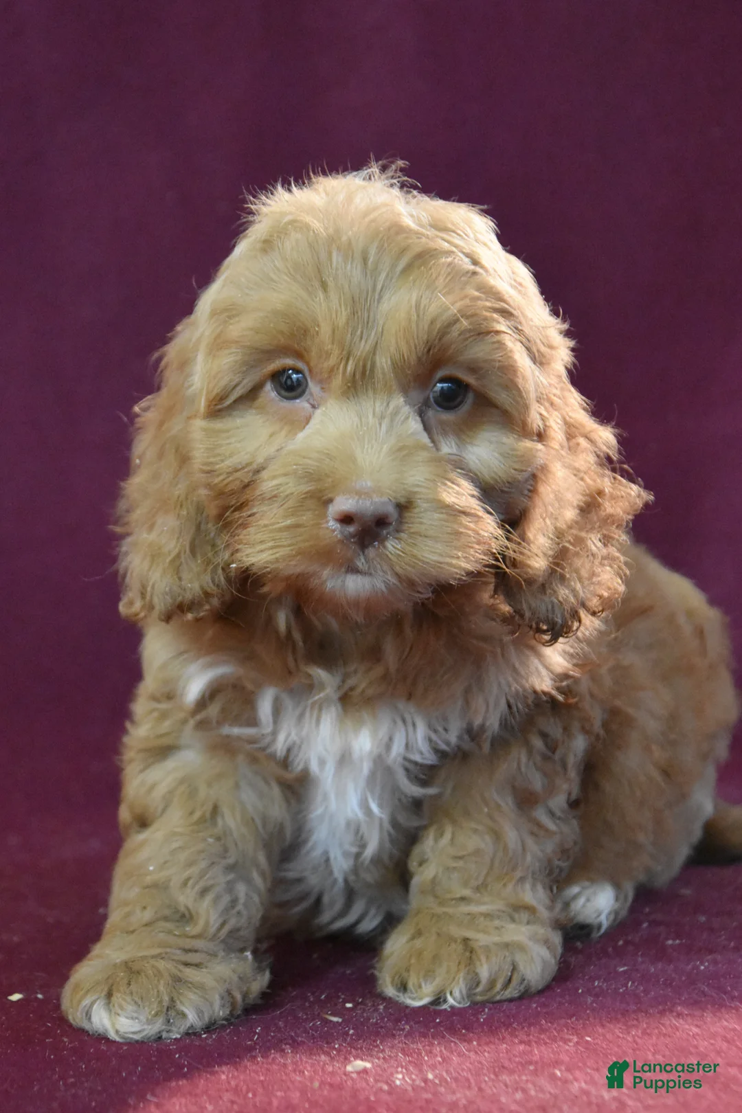 Cockapoo dogs for sale: Jude - Ad 1