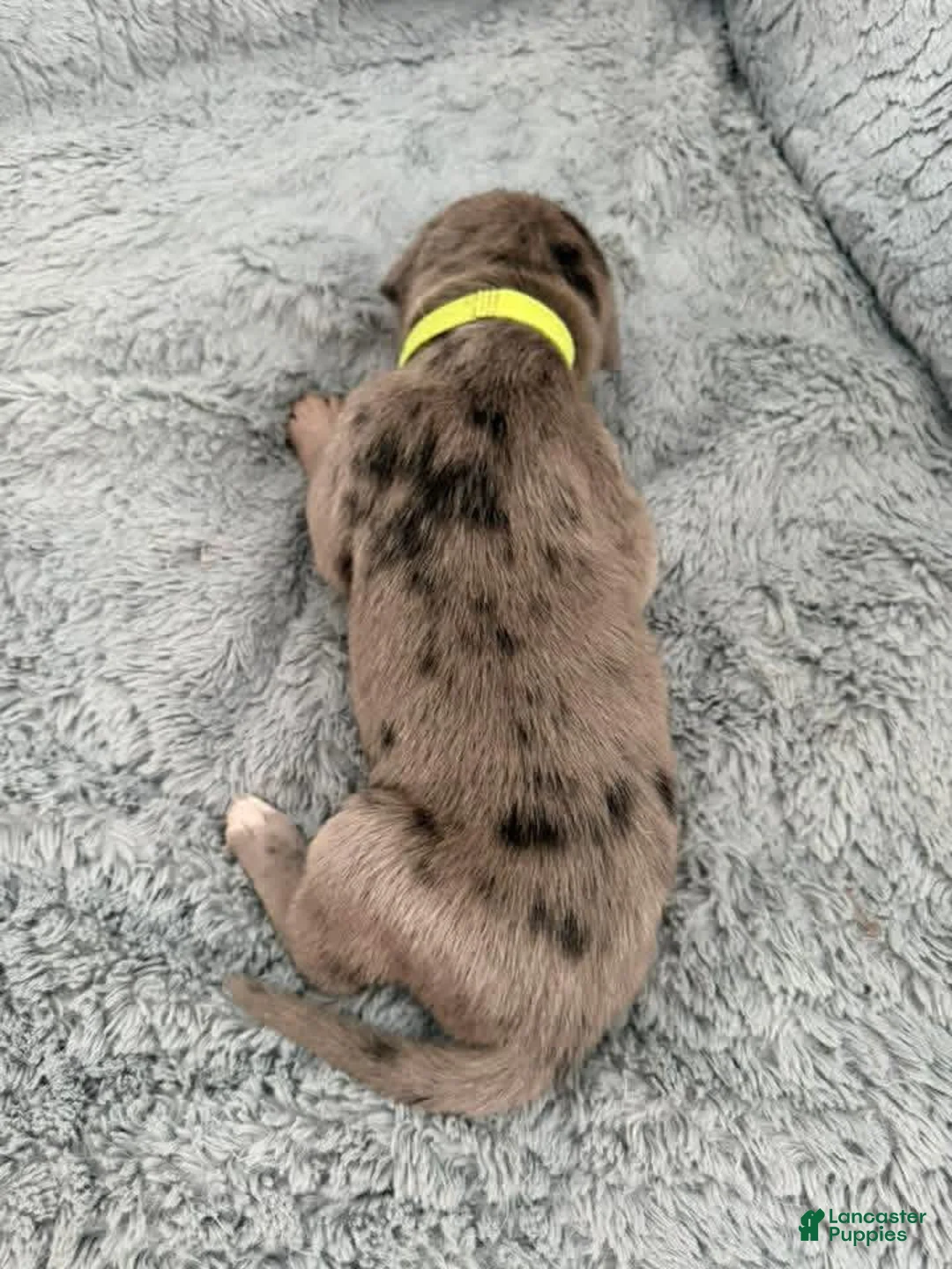 Mixed Breed dogs for sale: Neon - Ad 2