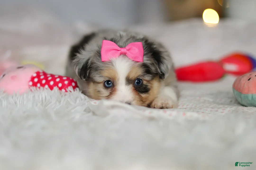 Mixed Breed dogs for sale: Bella - Ad 7