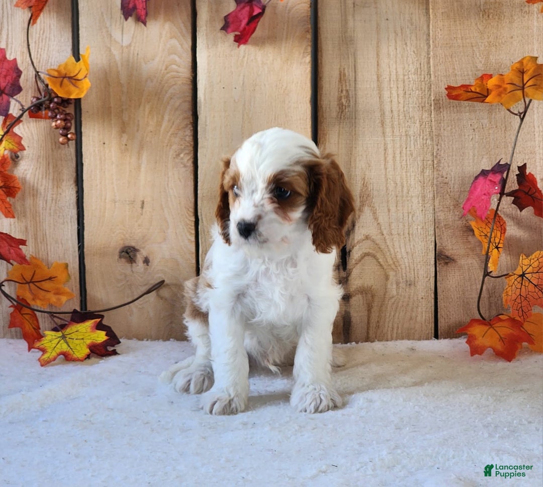 Gallery Image {{count}}