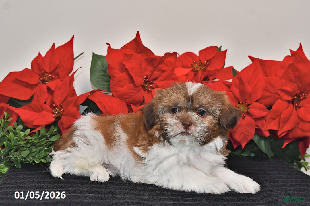 Shih Tzu dogs for sale: Rascal - Ad 4