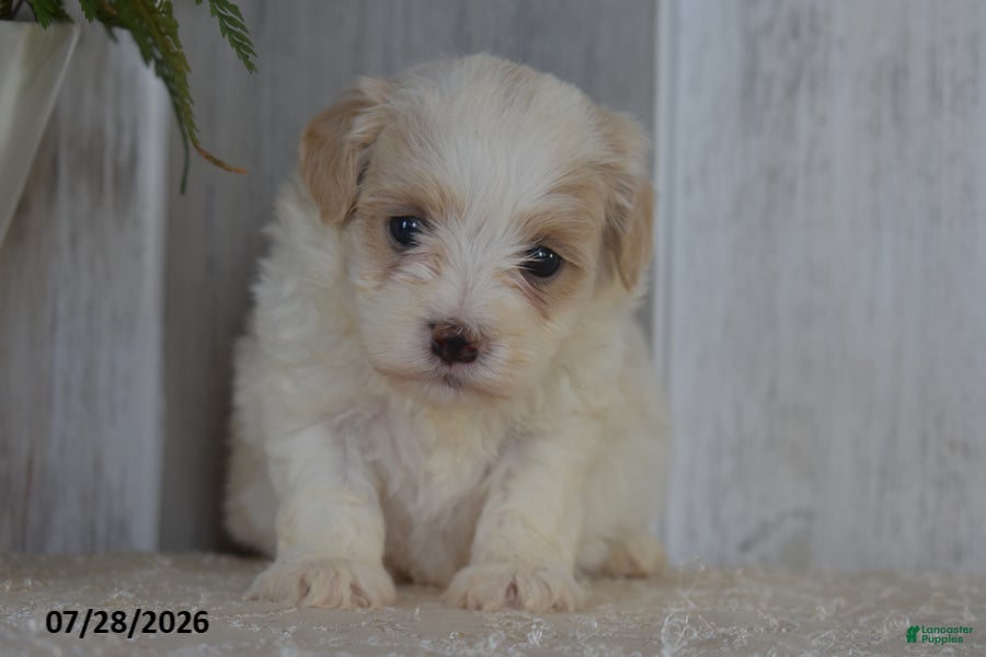 Maltipoo dogs Pansy - Ad 2