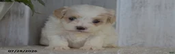 Maltipoo dogs for sale: Pansy - Ad 2