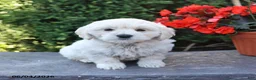 Mixed Breed dogs for sale: Emmett - Ad 3