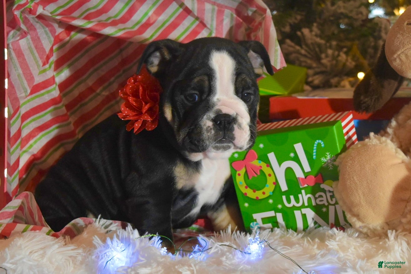 English Bulldog dogs Angela - Ad 33