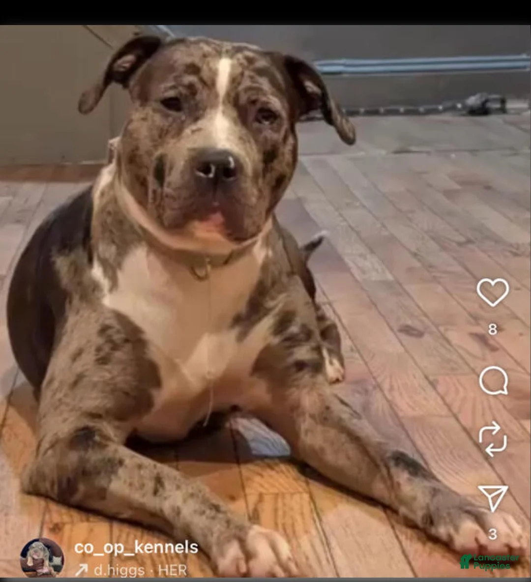 American Bully dogs for sale: Rage - Ad 2