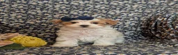 Maltipoo dogs for sale: Jocelyn 6 lbs Full Grown - Ad 5