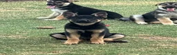 Gerberian Shepsky dogs for sale: Sassy - Ad 7