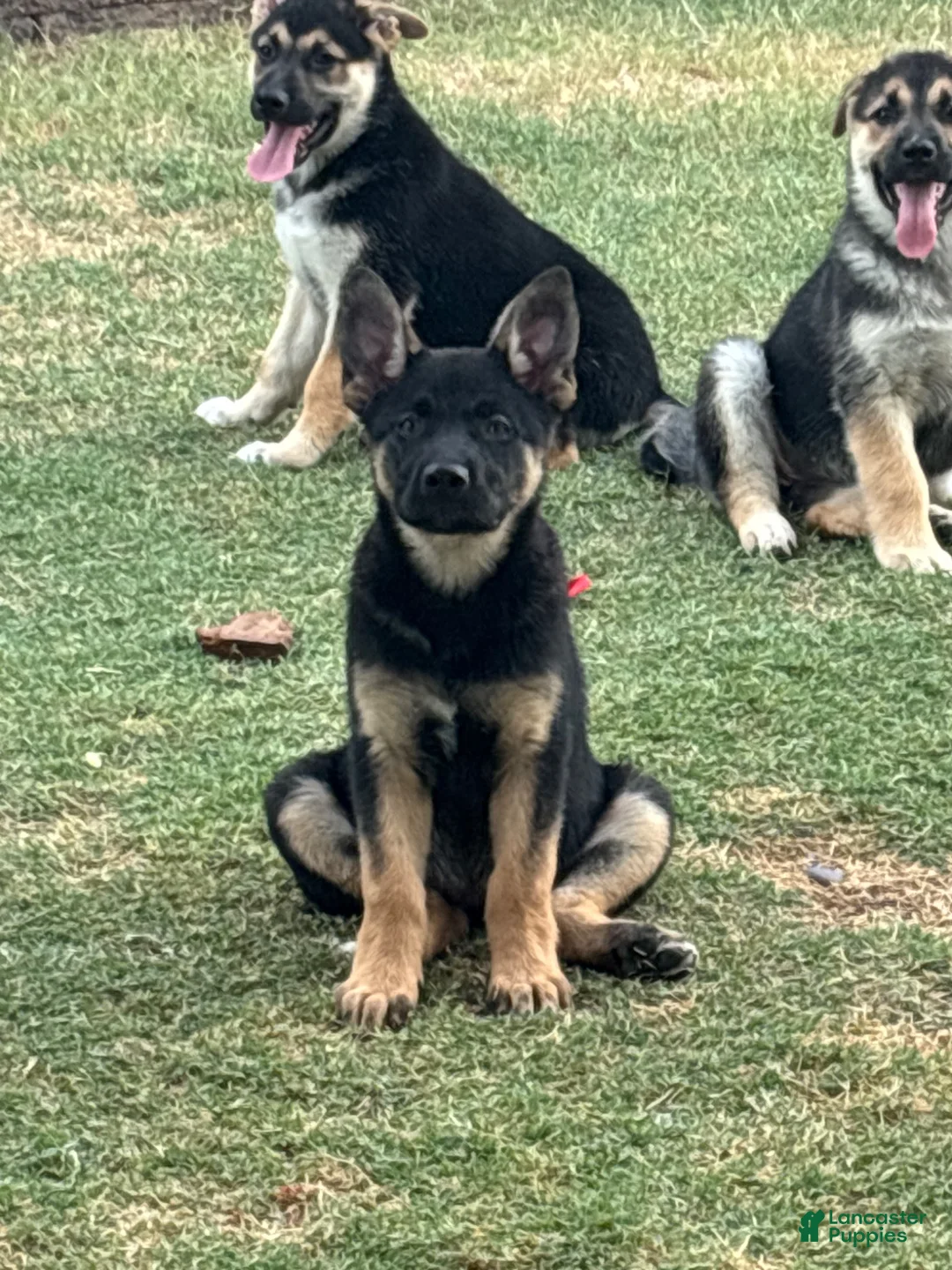 Gerberian Shepsky dogs for sale: Astrid - Ad 14