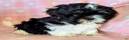 Shih Tzu dogs for sale: Sam - Ad 1