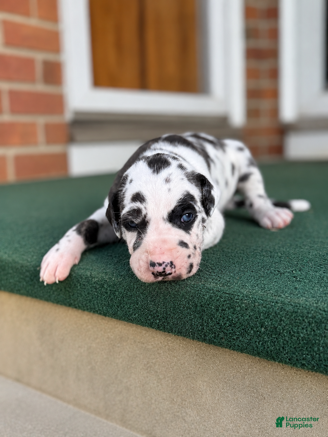 Great Dane dogs Harley  - Ad 2