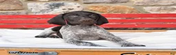 German Shorthaired Pointer dogs for sale: Muffin - Ad 1