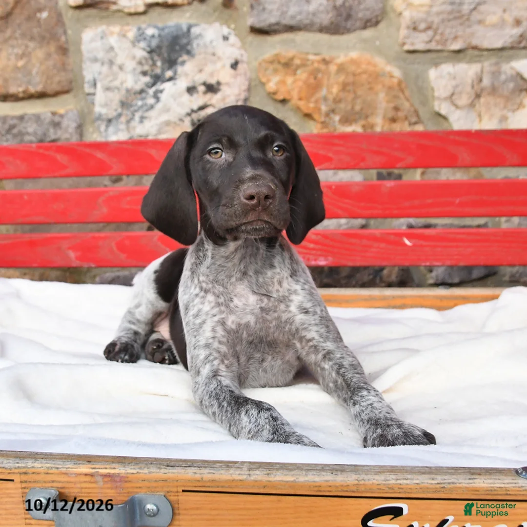 German Shorthaired Pointer dogs for sale: Muffin - Ad 1
