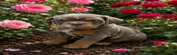English Bulldog dogs for sale: Puddles - Ad 3