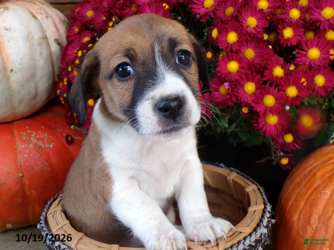 Jug dogs for sale: Capi - Ad 1