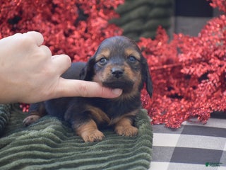 Miniature Dachshund dogs Austin - Ad 39