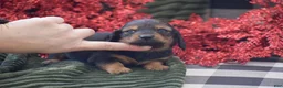 Miniature Dachshund dogs for sale: Austin - Ad 7
