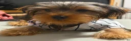 Yorkshire Terrier dogs for sale: Cookie  - Ad 1