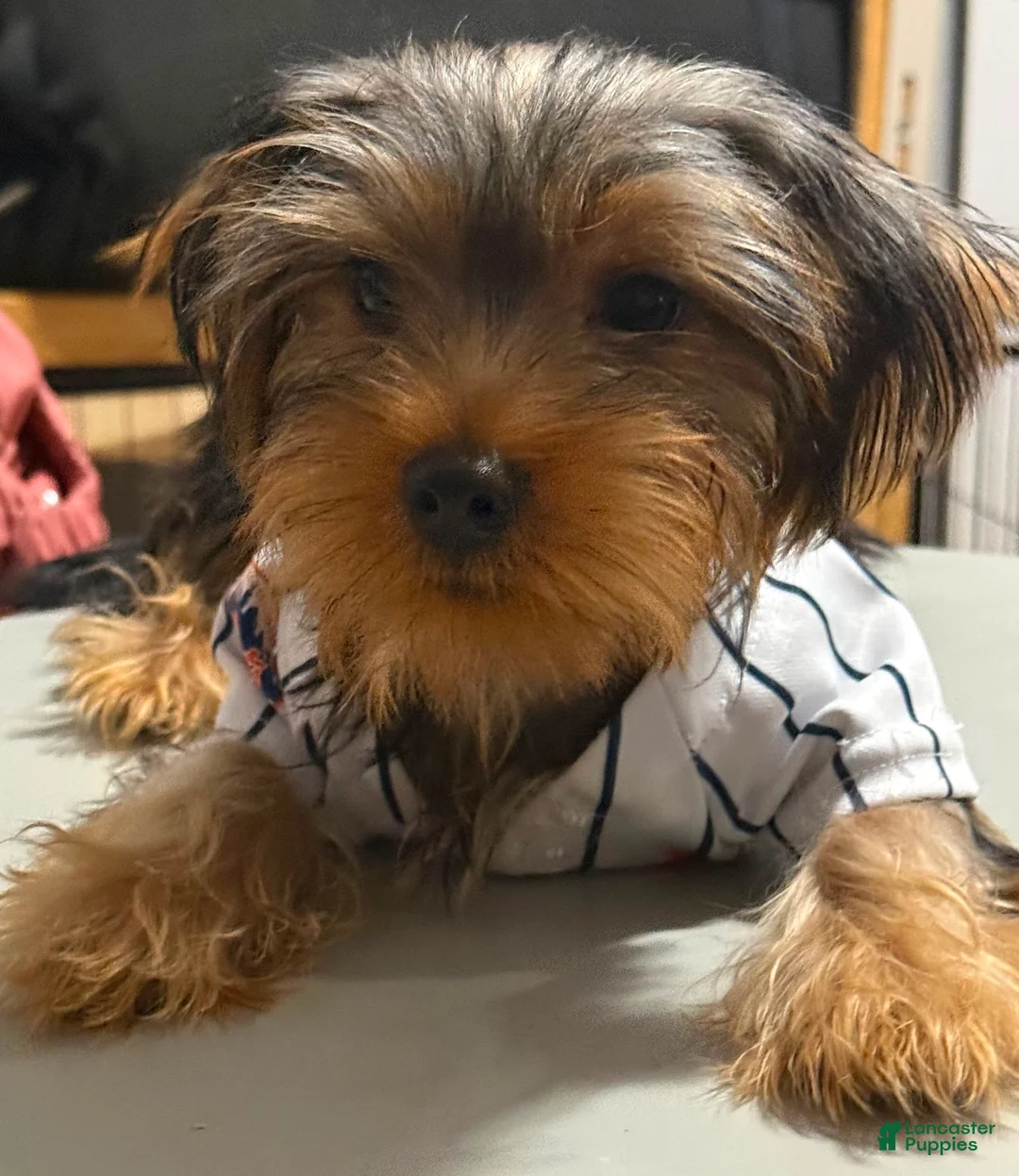 Yorkshire Terrier dogs for sale: Cookie  - Ad 1