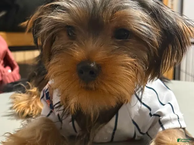 Yorkshire Terrier dogs for sale: Cookie - Ad 1